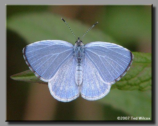 Summer Azure (Celastrina neglecta)