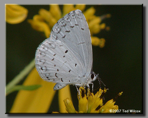 Summer Azure (Celastrina neglecta)