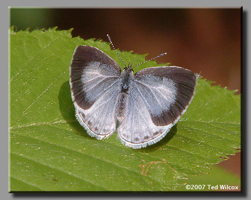 Summer Azure (Celastrina neglecta)