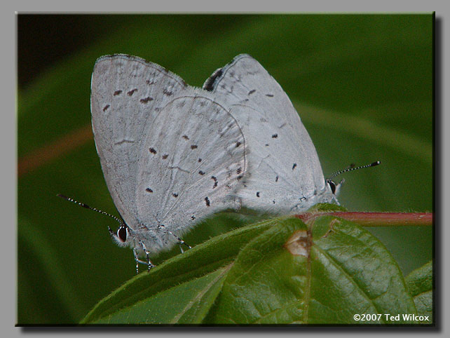 Summer Azure (Celastrina neglecta)