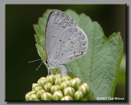 Summer Azure (Celastrina neglecta)