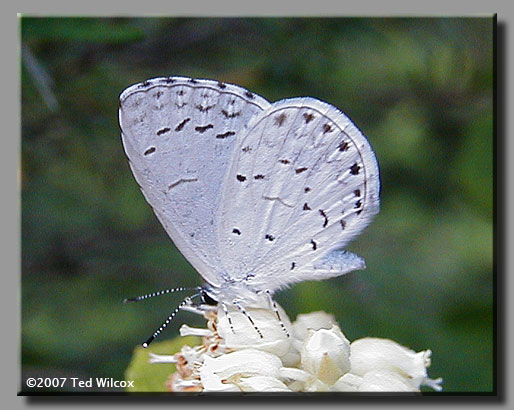 Summer Azure (Celastrina neglecta)