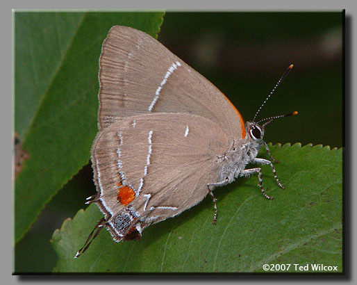 White M Hairstreak (Parrhasius m-album)