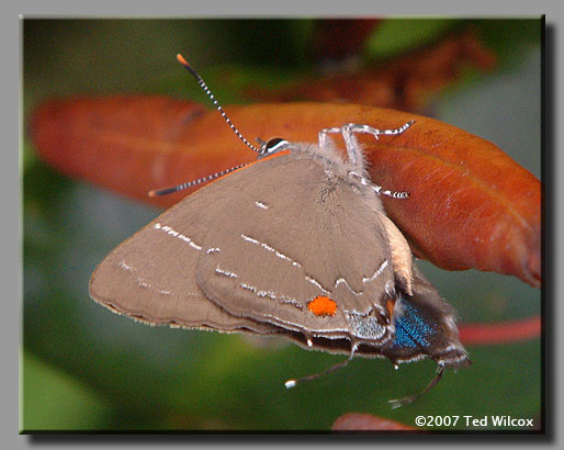 White M Hairstreak (Parrhasius m-album)