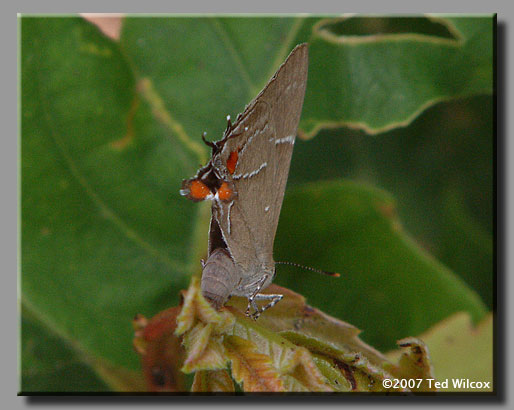 White M Hairstreak (Parrhasius m-album)