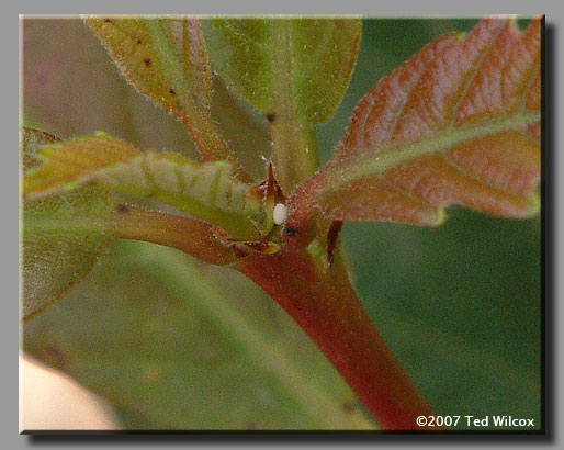 White M Hairstreak (Parrhasius m-album)