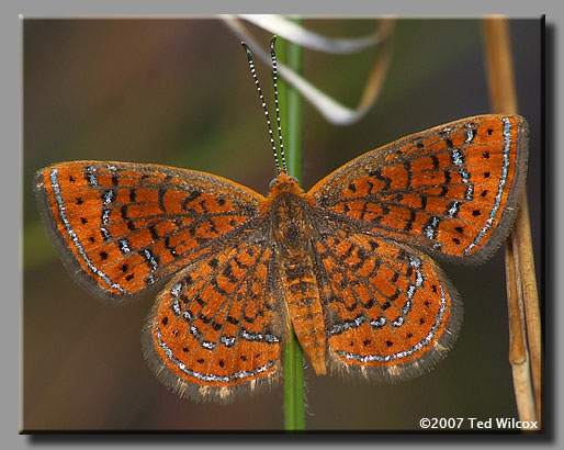 Little Metalmark (Calephelis virginiensis)