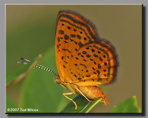 Little Metalmark (Calephelis virginiensis)