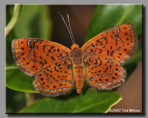 Little Metalmark (Calephelis virginiensis)