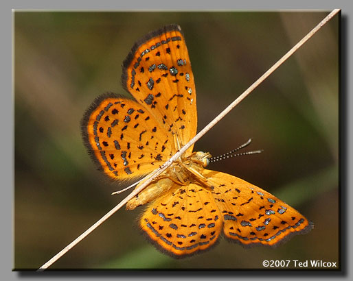 Little Metalmark (Calephelis virginiensis)