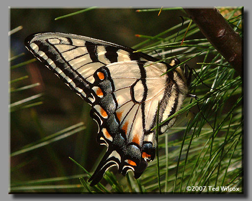 Appalachian Tiger Swallowtail (Papilio appalachiensis)