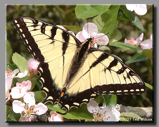 Appalachian Tiger Swallowtail (Papilio appalachiensis)