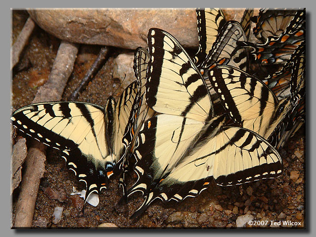 Appalachian Tiger Swallowtail (Papilio appalachiensis)