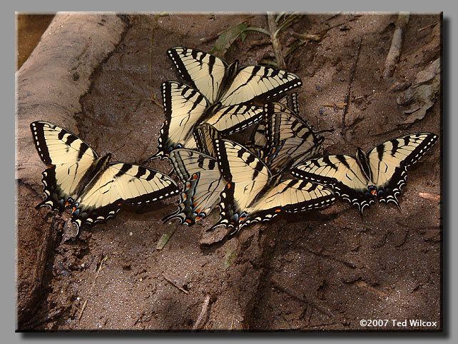 Appalachian Tiger Swallowtail (Papilio appalachiensis)