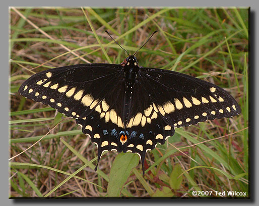 Black Swallowtail (Papilio polyxenes)