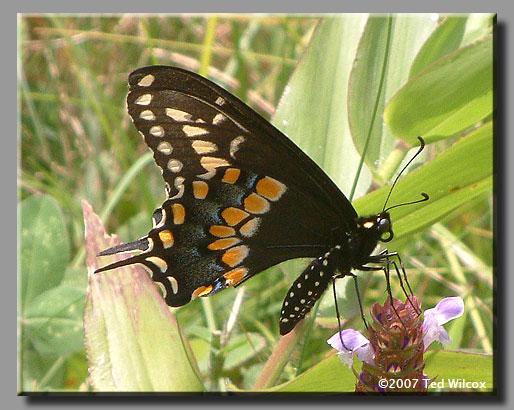 Black Swallowtail (Papilio polyxenes)