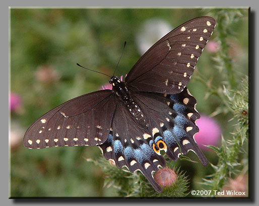 Black Swallowtail (Papilio polyxenes)