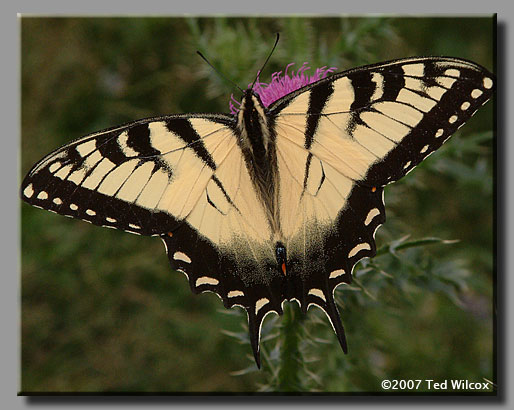 Eastern Tiger Swallowtail (Papilio glaucus)