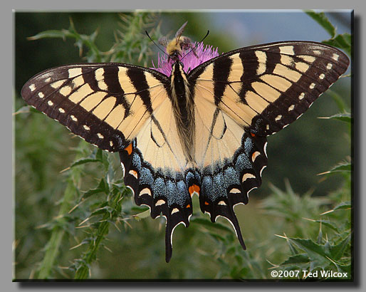 Eastern Tiger Swallowtail (Papilio glaucus)