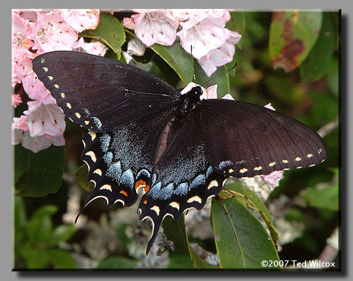 Eastern Tiger Swallowtail (Papilio glaucus)