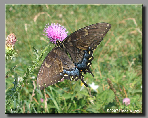 Eastern Tiger Swallowtail (Papilio glaucus)