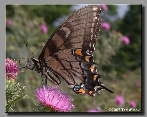 Eastern Tiger Swallowtail (Papilio glaucus)