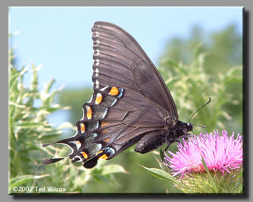 Eastern Tiger Swallowtail (Papilio glaucus)