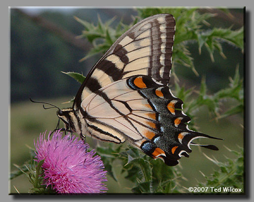 Eastern Tiger Swallowtail (Papilio glaucus)