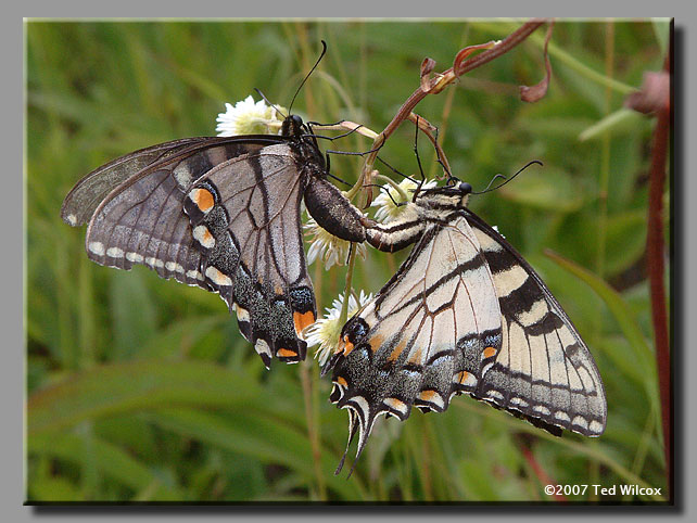 Eastern Tiger Swallowtail (Papilio glaucus)