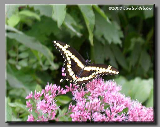 Giant Swallowtail (Papilio cresphontes)