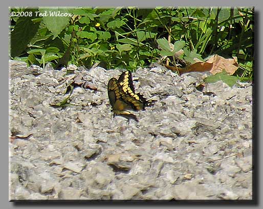 Giant Swallowtail (Papilio cresphontes)