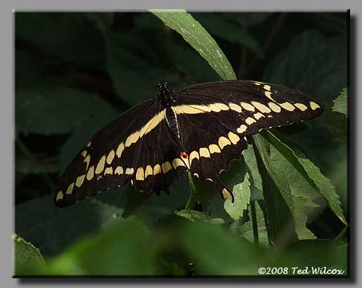 Giant Swallowtail (Papilio cresphontes)