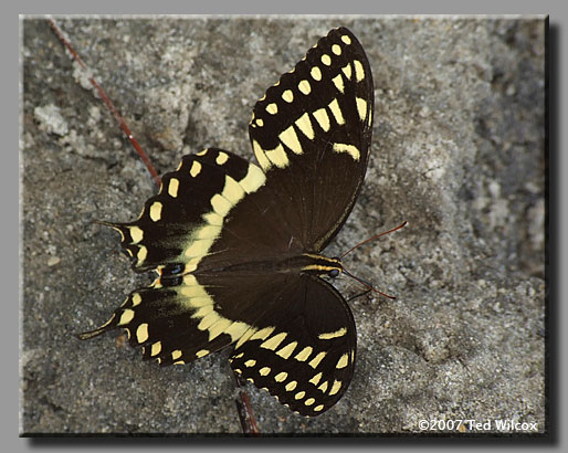 Palamedes Swallowtail (Papilio palamedes)