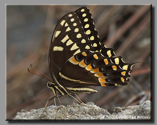 Palamedes Swallowtail (Papilio palamedes)