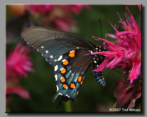 Pipevine Swallowtail (Battus philenor)