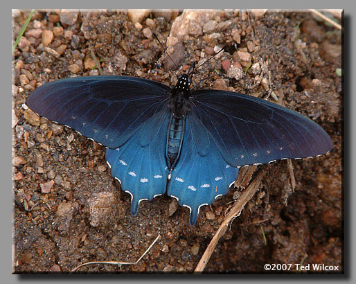 Pipevine Swallowtail (Battus philenor)