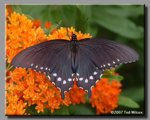 Pipevine Swallowtail (Battus philenor)