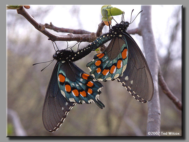 Pipevine Swallowtail (Battus philenor)