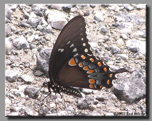 Spicebush Swallowtail (Papilio troilus)