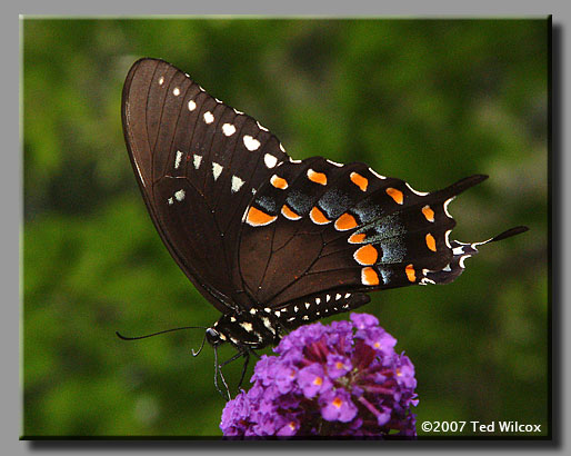 Spicebush Swallowtail (Papilio troilus)