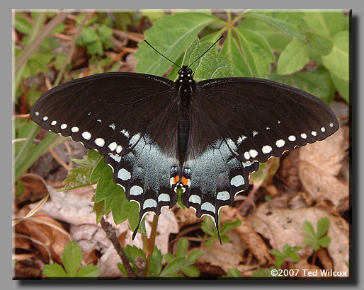 Spicebush Swallowtail (Papilio troilus)