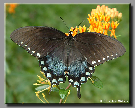 Spicebush Swallowtail (Papilio troilus)