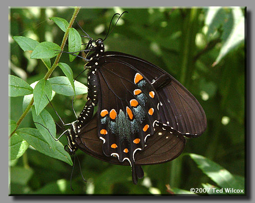 Spicebush Swallowtail (Papilio troilus)