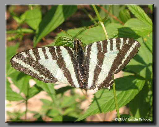 Zebra Swallowtail (Eurytides marcellus)