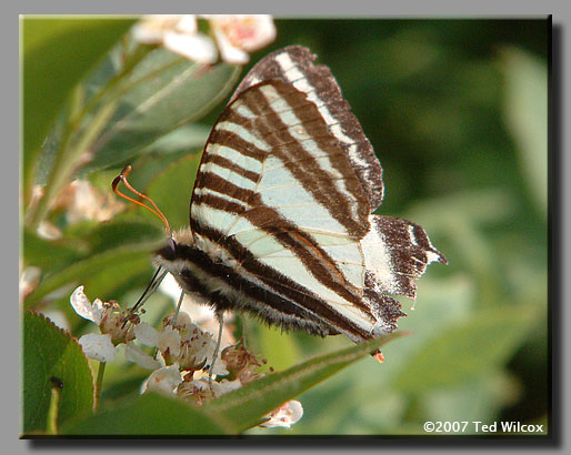 zebra swallowtail indiana