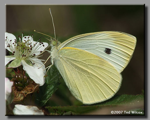 Cabbage White (Pieris rapae)