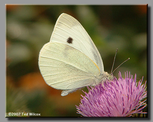 Cabbage White (Pieris rapae)