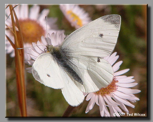 Cabbage White (Pieris rapae)