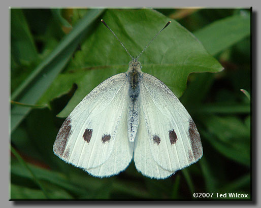 Cabbage White (Pieris rapae)