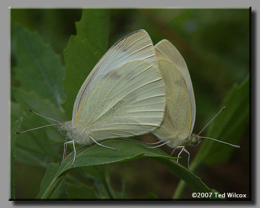 Cabbage White (Pieris rapae)